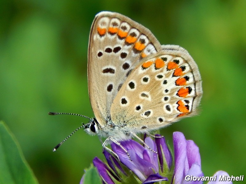 Polyommatus icarus ....variante.